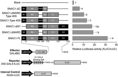 Genome-Wide Identification of SNAC1-Targeted Genes Involved in Drought Response in Rice